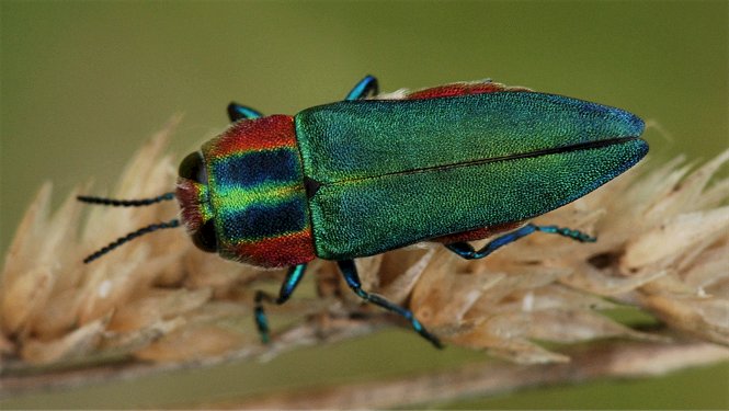 Anthaxia hungarica (Coleoptera, Buprestidae)