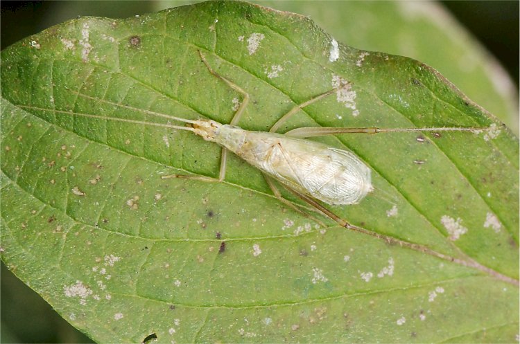 Oecanthus pellucens