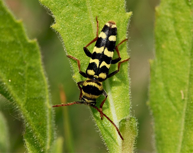 Plagionotus floralis da  Monteveglio (Cerambycidae)