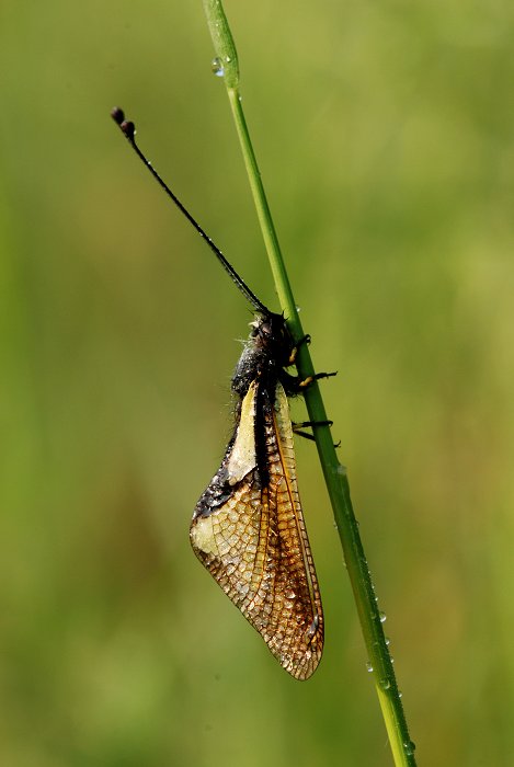 Libelloides coccajus