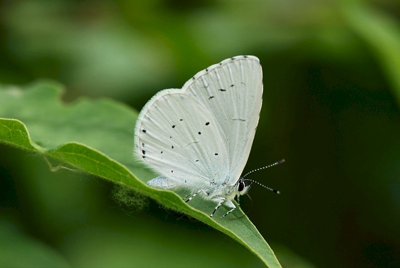 Celastrina argiolus