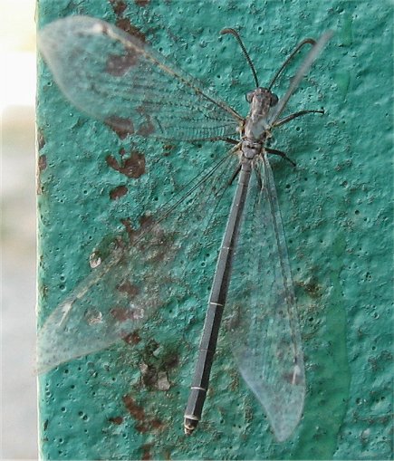 Creoleon corsicus dalla Sardegna