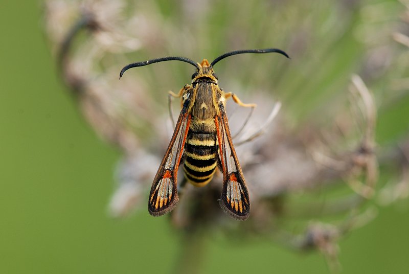 Bembecia sp. (cfr. ichneumoniformis) (Lepidoptera, Sesiidae)