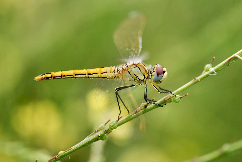 Sympetrum fonscolombii