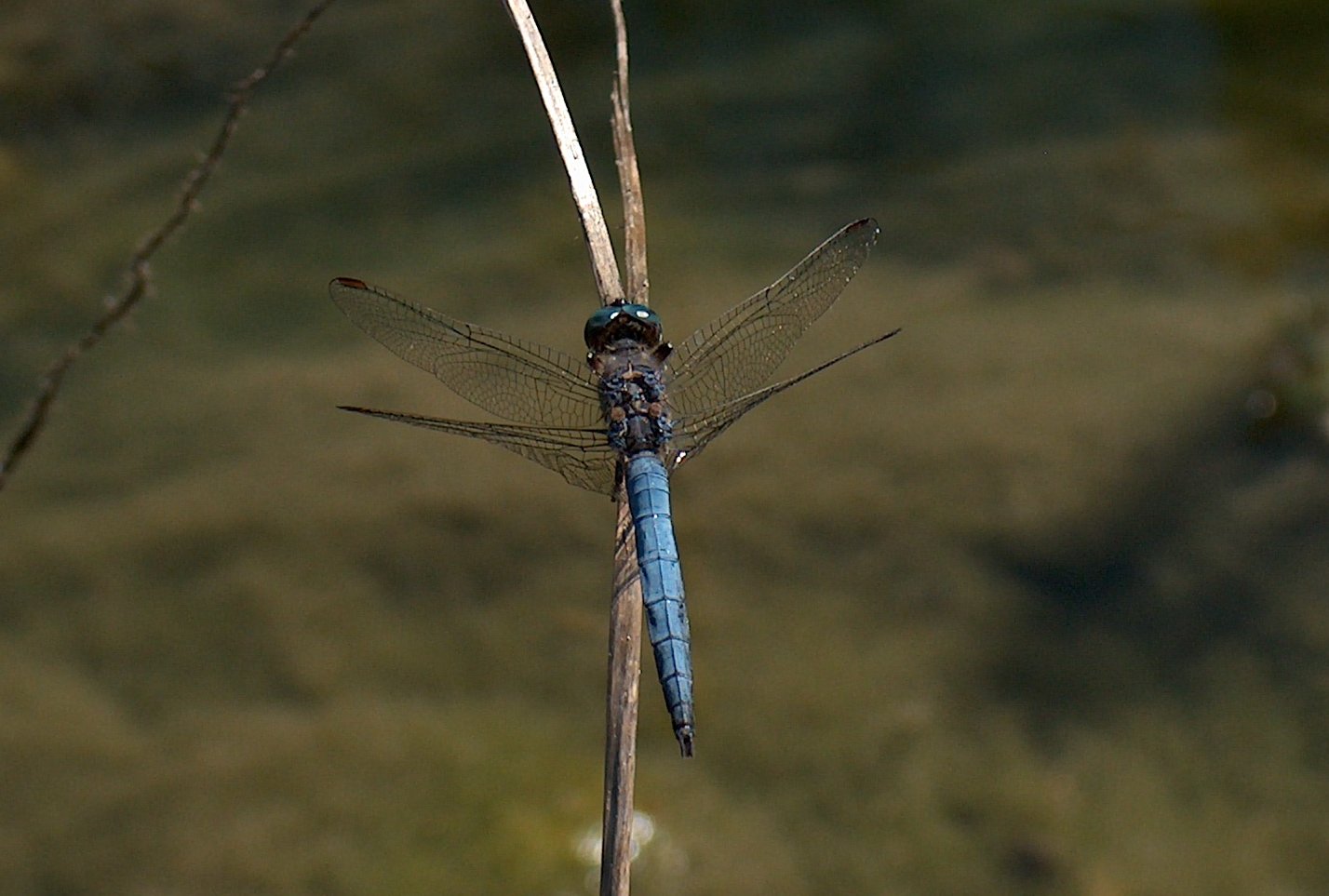 Orthetrum coerulescens