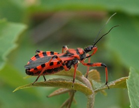 Rhynocoris e Sphedanolestes italiani (Het., Reduviidae)