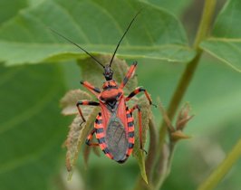 Rhynocoris e Sphedanolestes italiani (Het., Reduviidae)