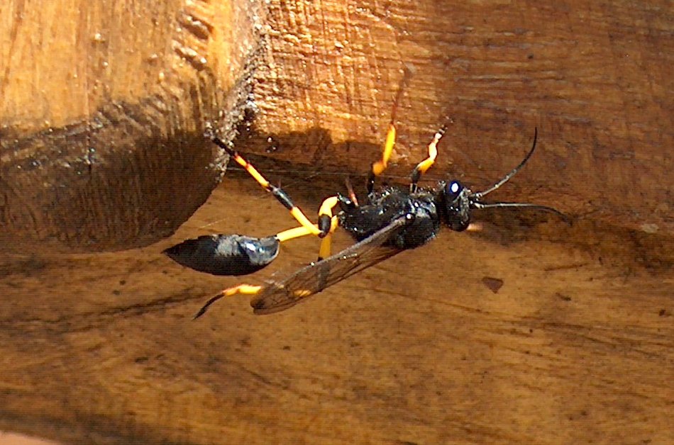 Sceliphron spirifex