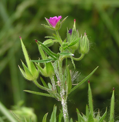 Geranium dissectum / Geranio sbrandellato