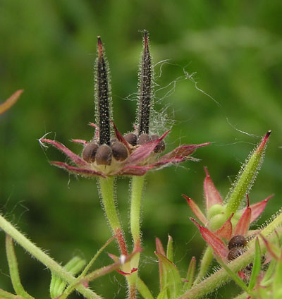 Geranium dissectum / Geranio sbrandellato