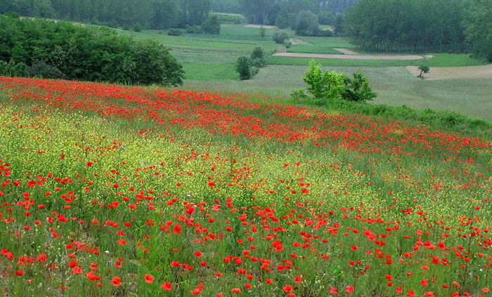 Dove sono finiti i papaveri? Papaver rhoeas