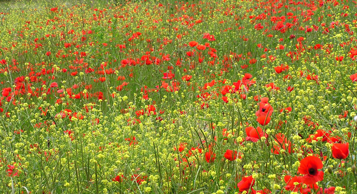 Dove sono finiti i papaveri? Papaver rhoeas
