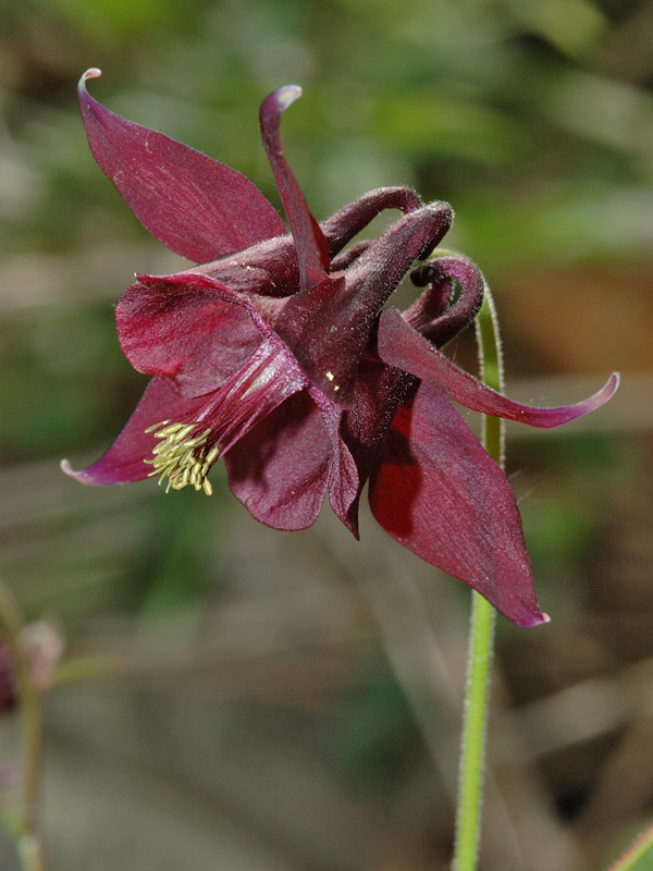 Aquilegia atrata / Aquilegia scura