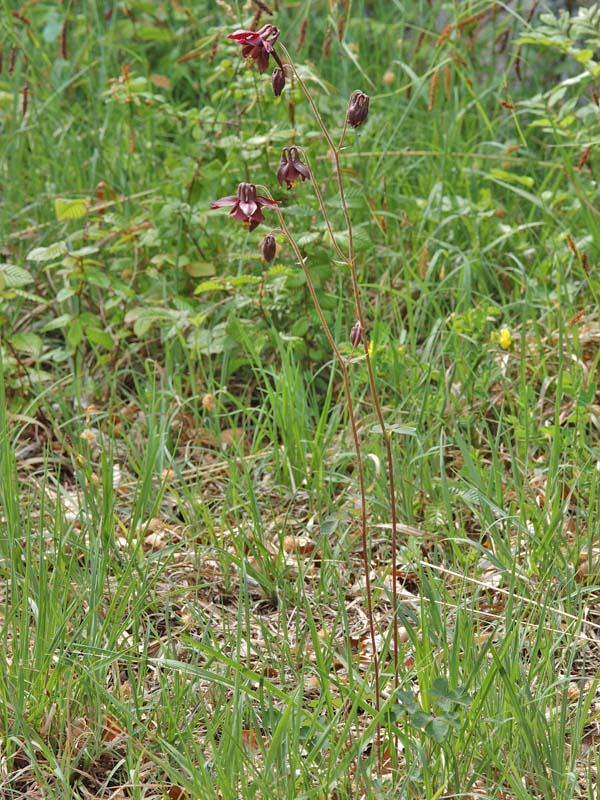 Aquilegia atrata / Aquilegia scura