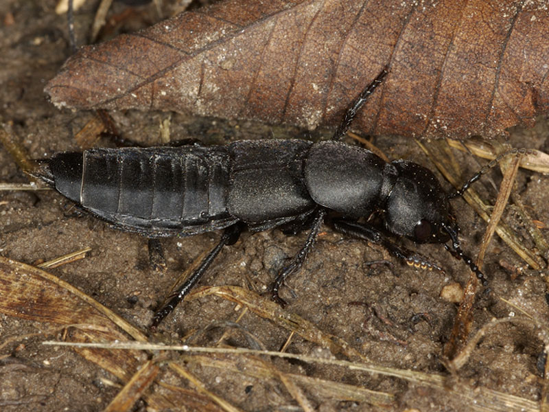 Ocypus olens e O. ophtalmicus