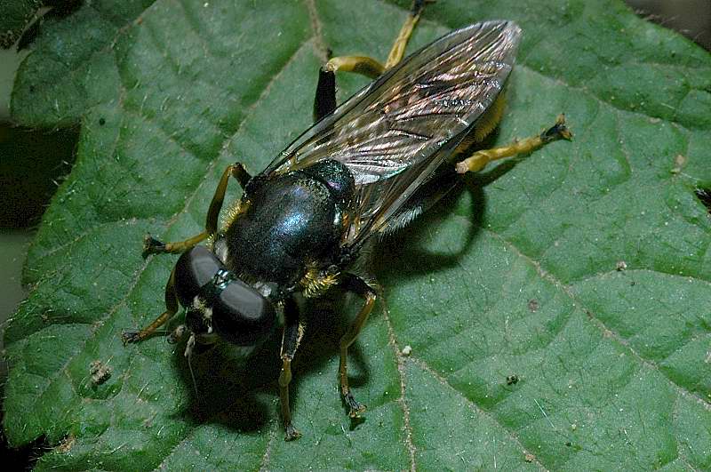 dittero Syrphidae