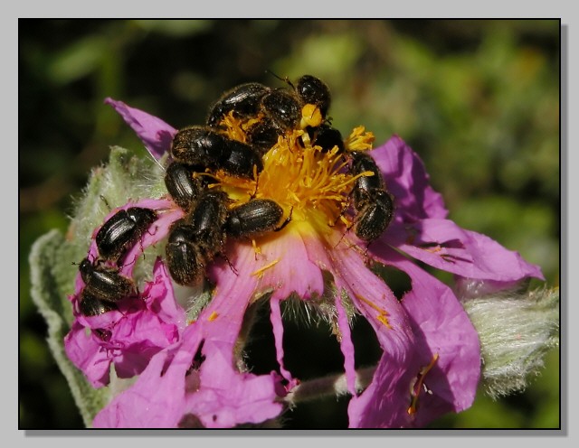 Insieme - Concorso fotografico - il  mondo  un fiore (vari)