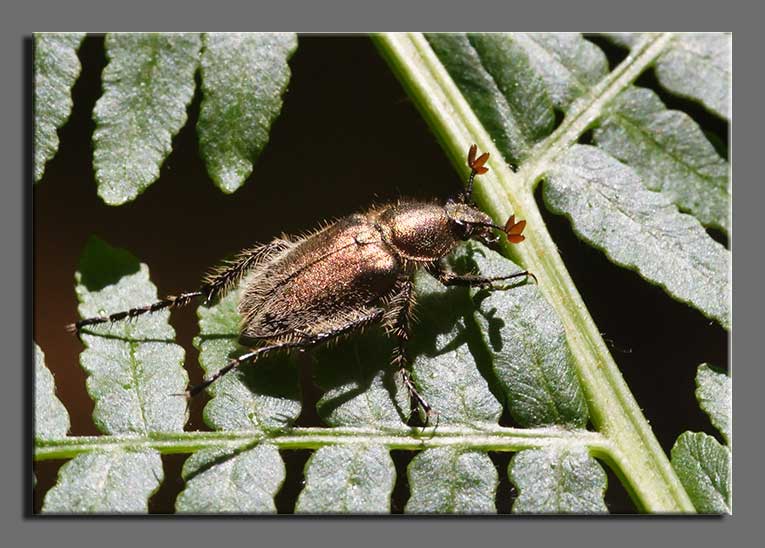 Scarabaeoidea, Glaphyridae - Amphicoma carceli