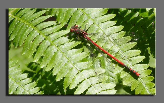 Pyrrhosoma nymphula