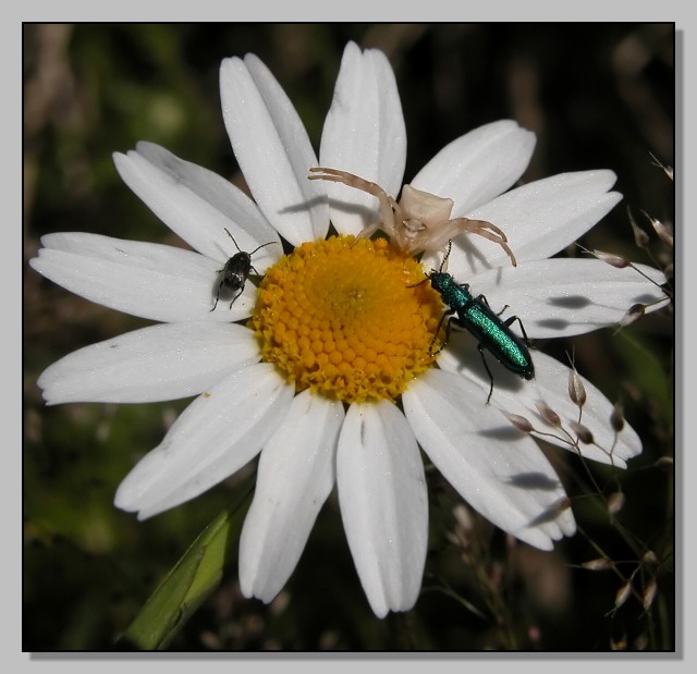 Insieme - Concorso fotografico - il  mondo  un fiore (vari)