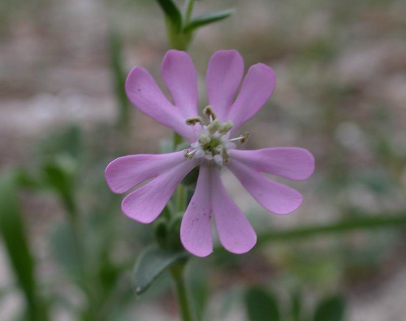 Silene colorata / Silene colorata