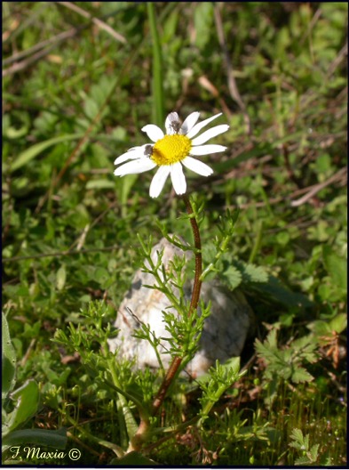 Anthemis cfr.praecox