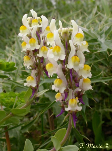 Linaria triphylla / Linajola trifogliata