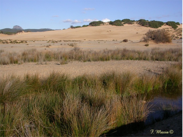 Euphorbia paralias / Euforbia marittima