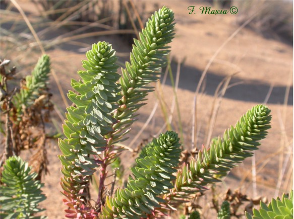 Euphorbia paralias / Euforbia marittima