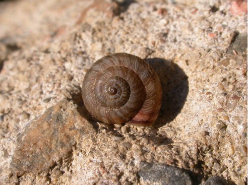 Trochoidea (Xeroclausa) meda