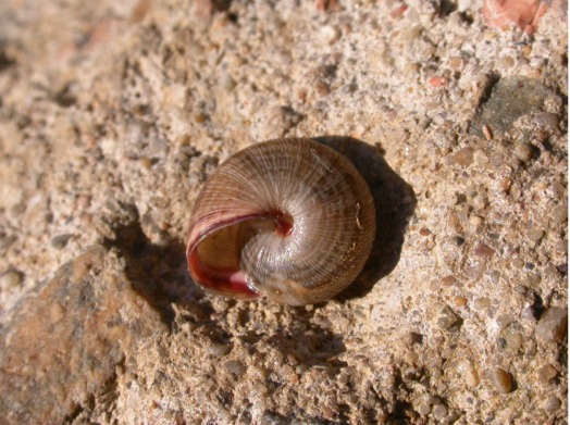 Trochoidea (Xeroclausa) meda