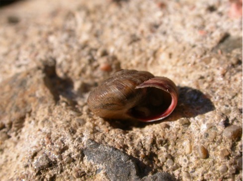 Trochoidea (Xeroclausa) meda