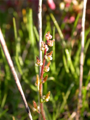 Non � proprio una bella foto ma ... (Triglochin sp.)