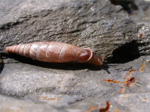 Cochlodina gruppo kuesteri