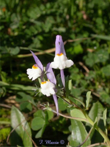 Linaria reflexa / Linajola riflessa