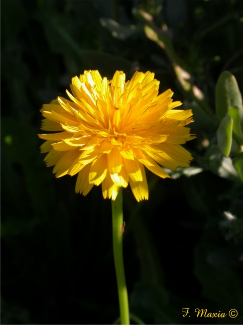 Composita gialla da determinare