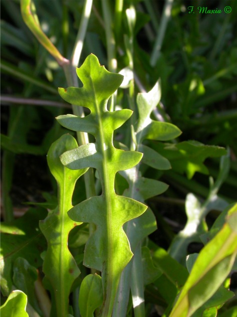 Composita gialla da determinare