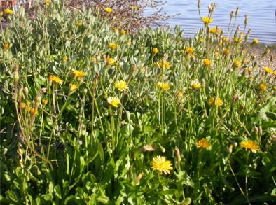 Composita gialla da determinare