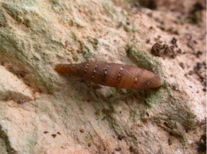 Papillifera papillaris (O.F. Mller, 1774)