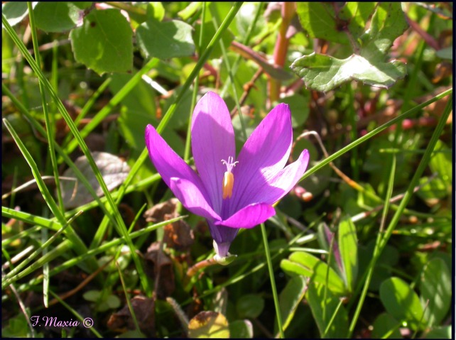 Romulea requienii / Romulea di Requien