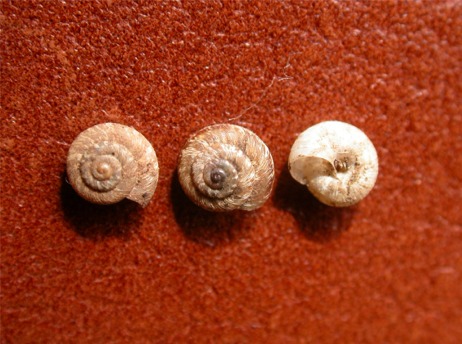Xerotricha conspurcata (Draparnaud, 1801)