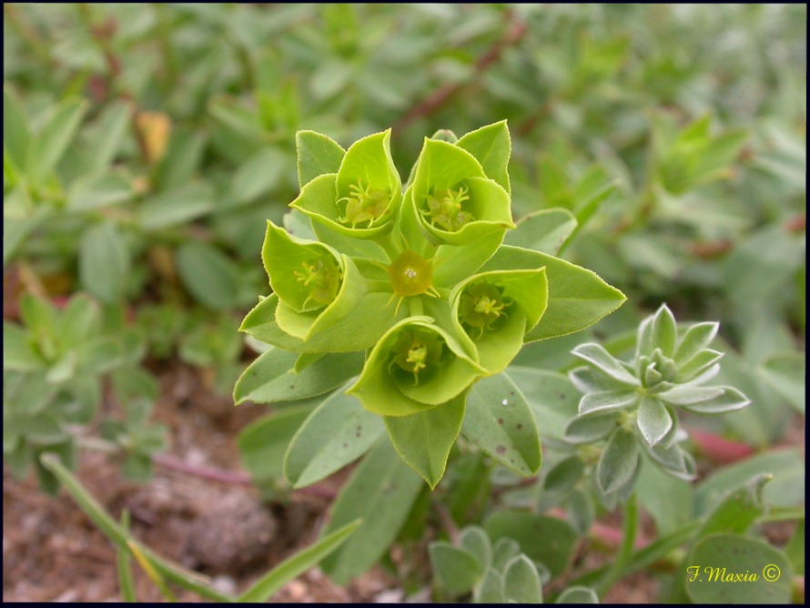 Euphorbia peplus