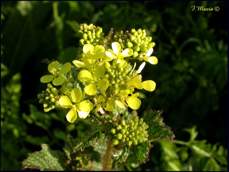 Brassicaea - Sinapis arvensis
