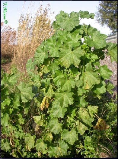 Una Malvacea gigante - Malva multiflora