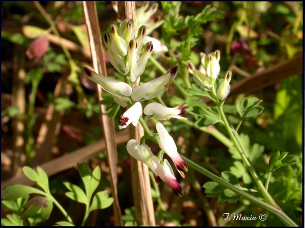 Fumaria capreolata e Fumaria officinalis