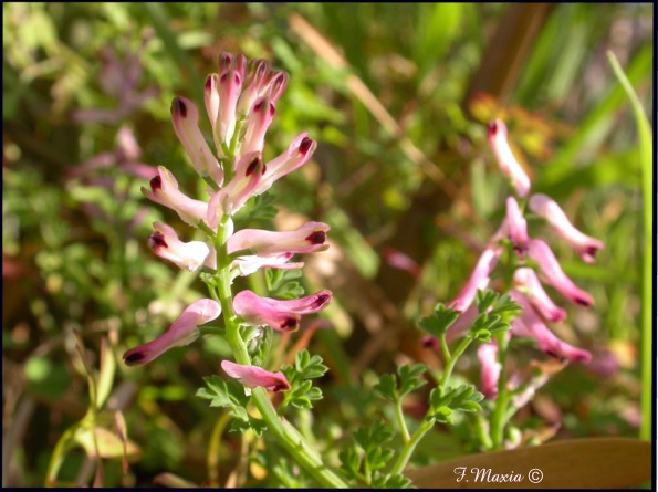 Fumaria capreolata e Fumaria officinalis