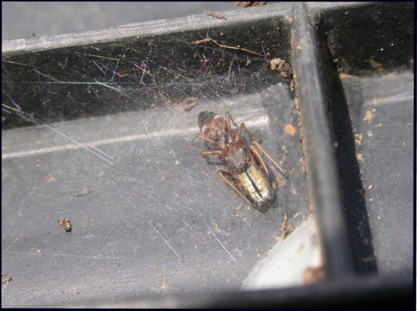 Myrmarachne formicaria maschio