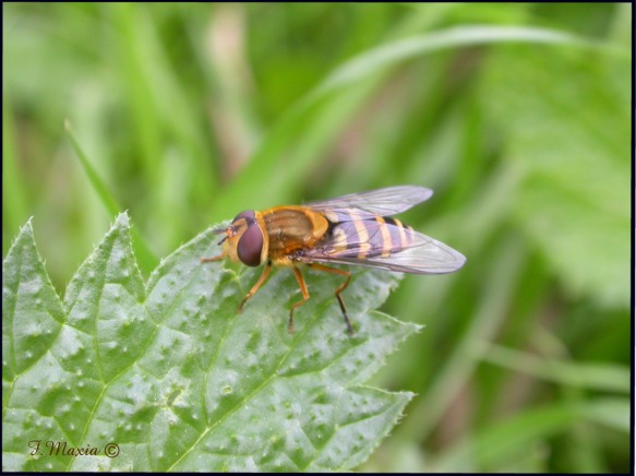 Syrphus ribesii (Diptera, Syrphidae)