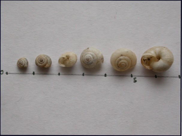 Un altro Hygromiidae