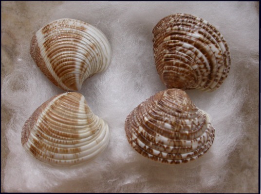 Chamalea gallina